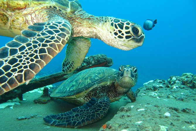 Beginner Scuba Dive in Lahaina: Swimming Required - Why the instructors make such a difference