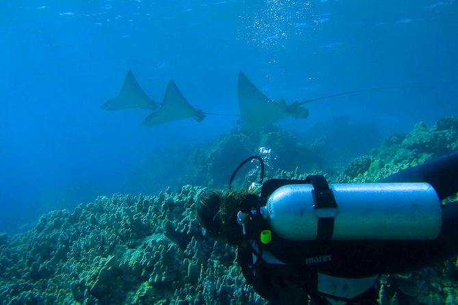 Beginner Scuba Dive in Lahaina: Swimming Required - Timing your Maui plans around the session