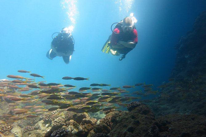 Beginner Scuba Dive in Lahaina: Swimming Required - Who will enjoy this most