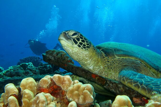 Beginner Scuba Dive in Lahaina: Swimming Required - What the shallow reef can show you