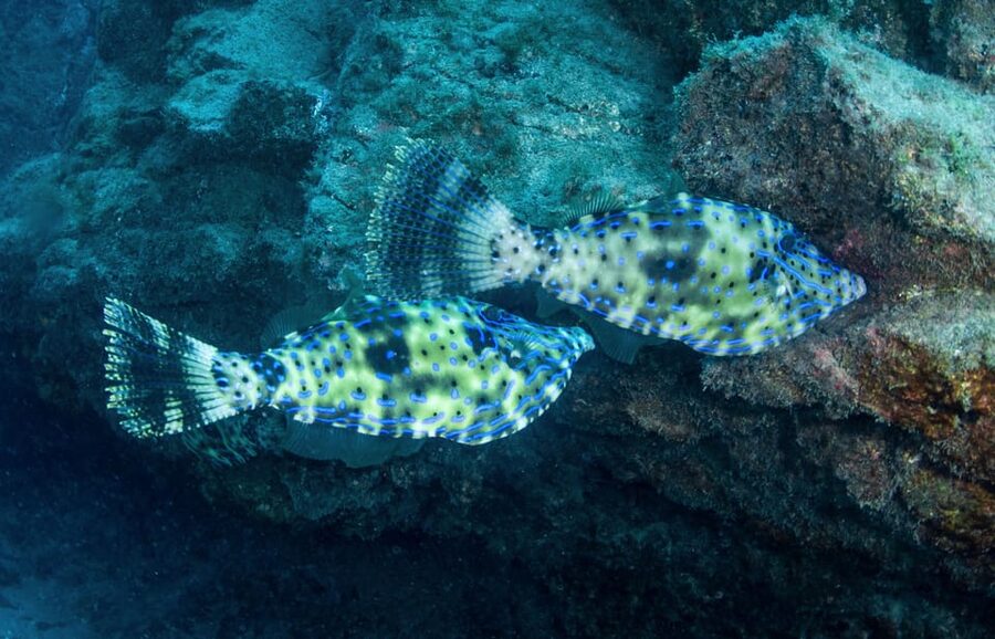 Beginner Scuba Dive with Scubapoint Tenerife in Turtle Area - Is the $88 price good value?