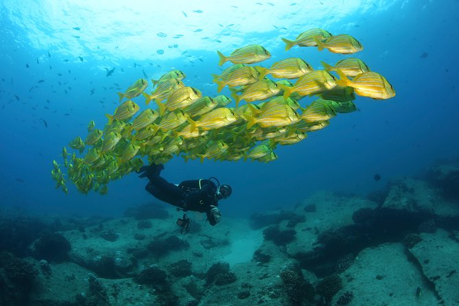 Beginner Scuba Diving in Cabo San Lucas - Check-in at the Cabo marina