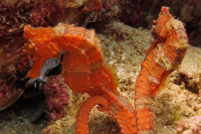 Beginner Scuba Diving in Cabo San Lucas - Stop two: the Arch of Cabo San Lucas