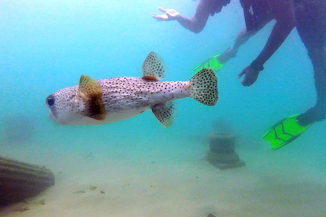 Beginner Scuba Diving with Turtles and Videos, San Juan - Why Escambrón Beach works for a first scuba session