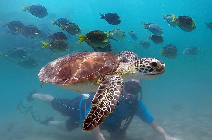 Beginner Scuba Diving with Turtles and Videos, San Juan - The biggest strength is the instruction