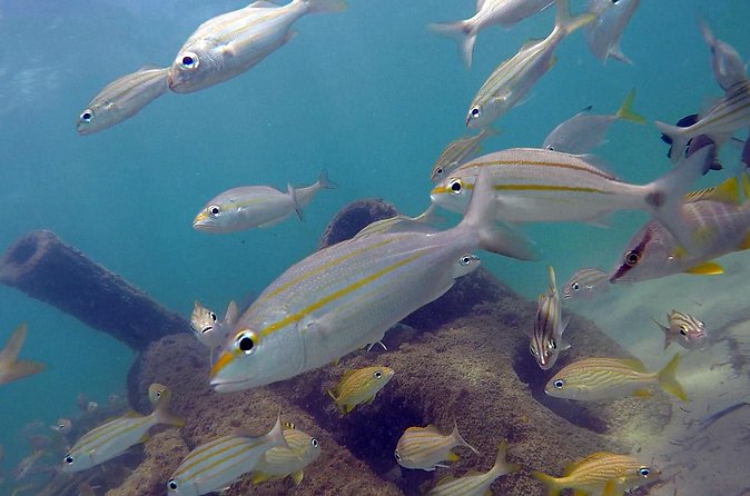 Beginner Scuba Diving with Turtles and Videos, San Juan - Is $109 a fair price?