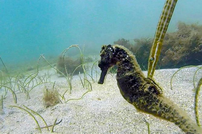 Beginner Scuba Diving with Turtles and Videos, San Juan - Weather and timing can change the plan