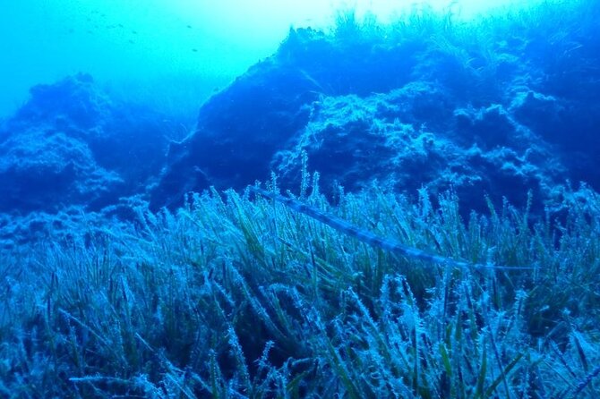 Beginners Discover Scuba Diving By Boat, Best Spot In Cyprus - What you may see at the Blue Lagoon