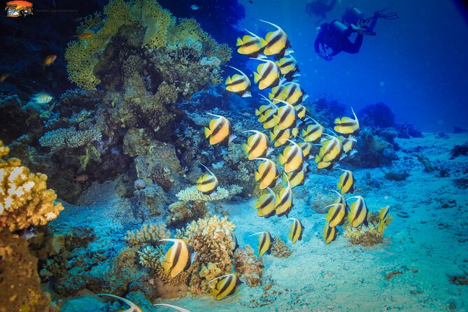 Beginners Scuba Diving Boat Trip With Equipment & lunch -Hurghada - The second stop adds value to the day