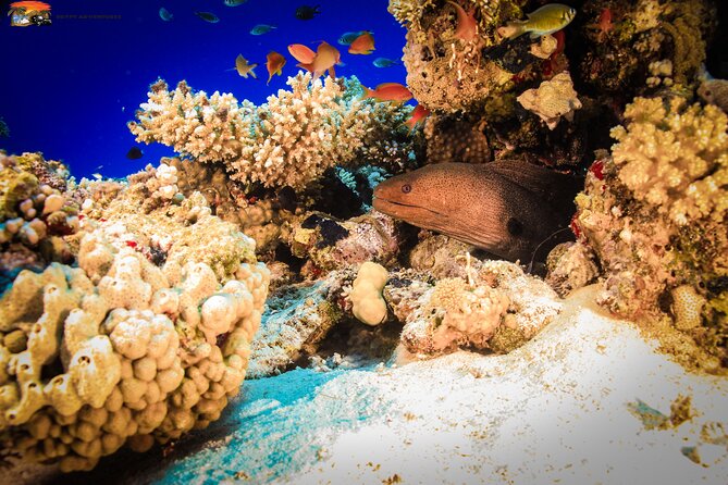 Beginners Scuba Diving Boat Trip With Equipment & lunch -Hurghada - Lunch, coffee, and a slower hour at sea