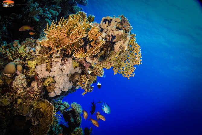 Beginners Scuba Diving Boat Trip With Equipment & lunch -Hurghada - Who will enjoy this Hurghada boat trip