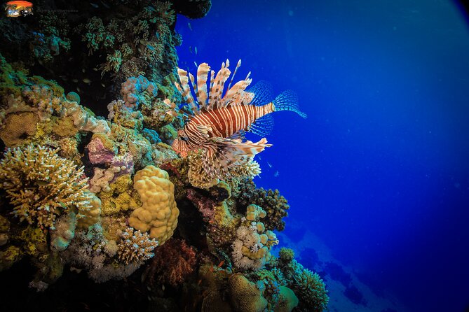 Beginners Scuba Diving Boat Trip With Equipment & lunch -Hurghada - Practical details before you book