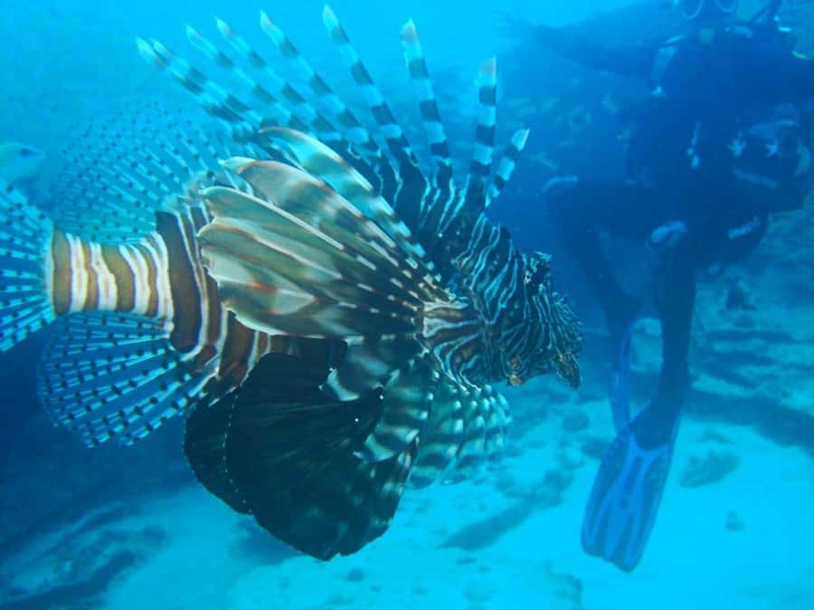 Blue Bay: LEARN TO DIVE TODAY with CORAL DIVING Team - Starting at Le Peninsula Bay Beach Resort in Blue Bay