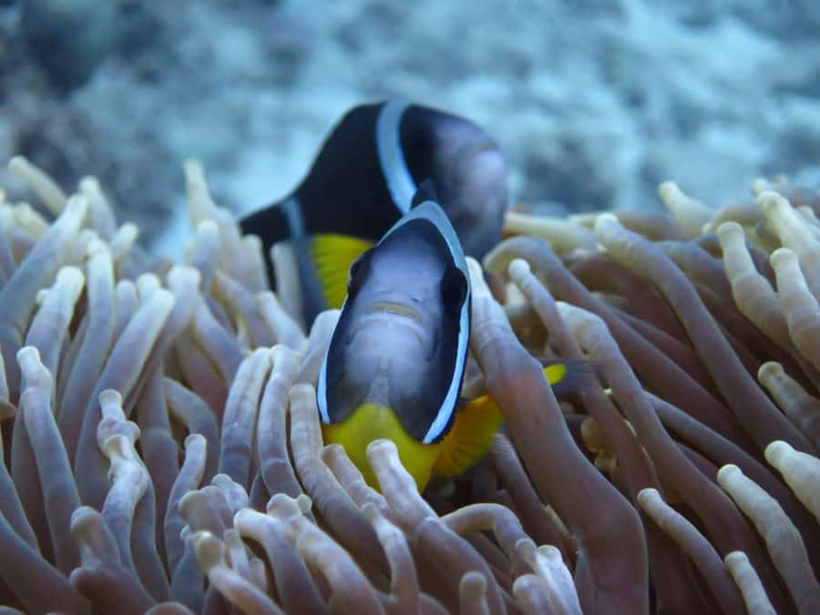 Blue Bay: LEARN TO DIVE TODAY with CORAL DIVING Team - The instructor’s role is central