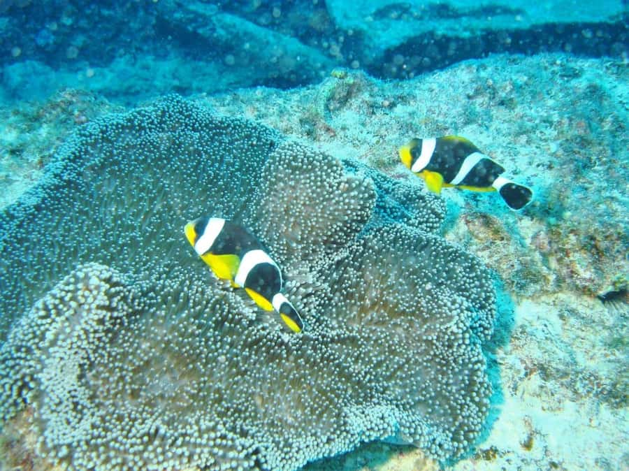 Blue Bay: LEARN TO DIVE TODAY with CORAL DIVING Team - Health, age, and release forms