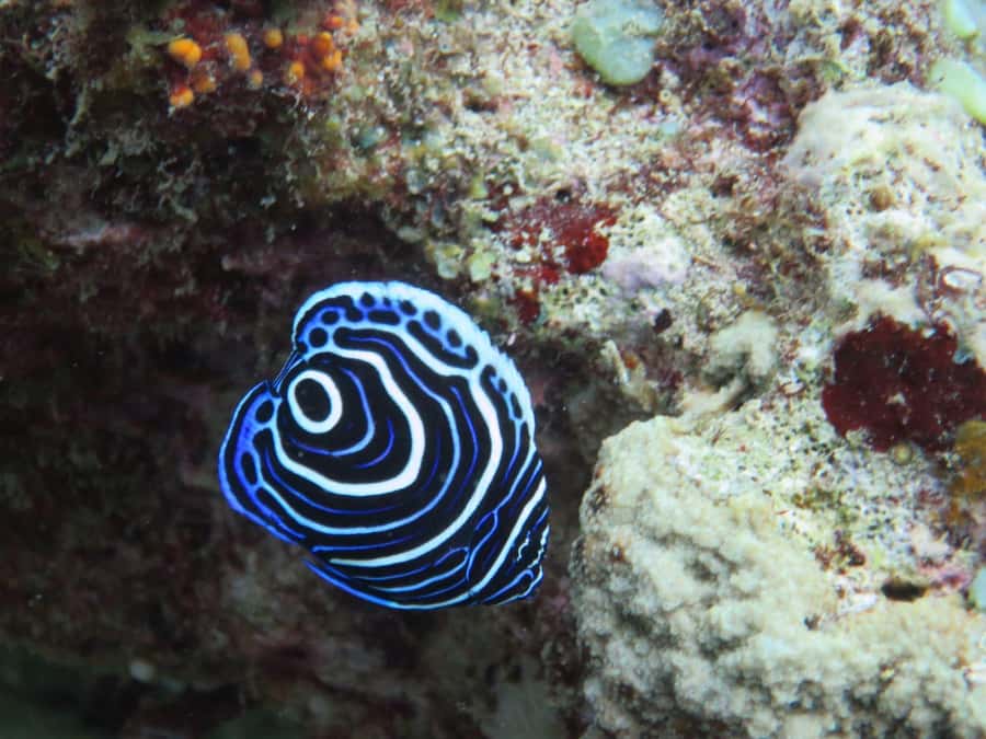 Blue Bay: LEARN TO DIVE TODAY with CORAL DIVING Team - Who will enjoy this Blue Bay activity most