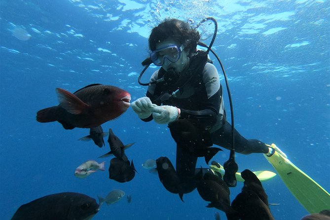 Blue Cave Area Experience Diving!Free feeding & photo images Chinese guide available!1 group with a dedicated instructor - When the Blue Cave closes