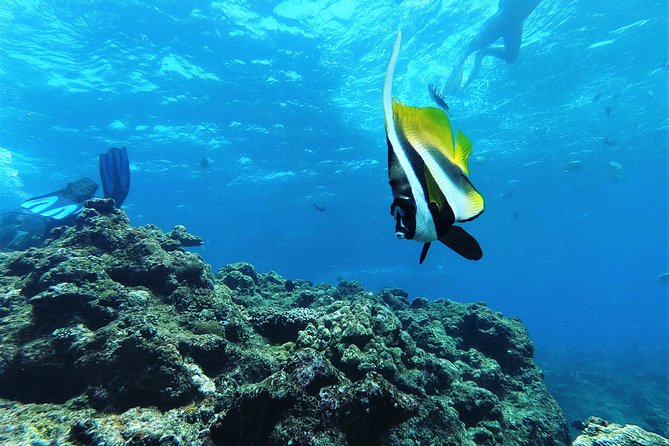 Blue Cave Area Experience Diving!Free feeding & photo images Chinese guide available!1 group with a dedicated instructor - Health rules you should take seriously
