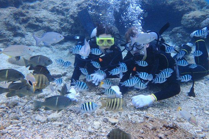 Blue Cave Area Experience Diving!Free feeding & photo images Chinese guide available!1 group with a dedicated instructor - Who will get the most from this activity