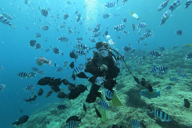 Blue Cave Area Experience Diving!Free feeding & photo images Chinese guide available!1 group with a dedicated instructor - Shallow-water practice before the open sea