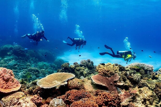 Blue Dive Private Guided Scuba Dive Cairns - Key points to know before booking
