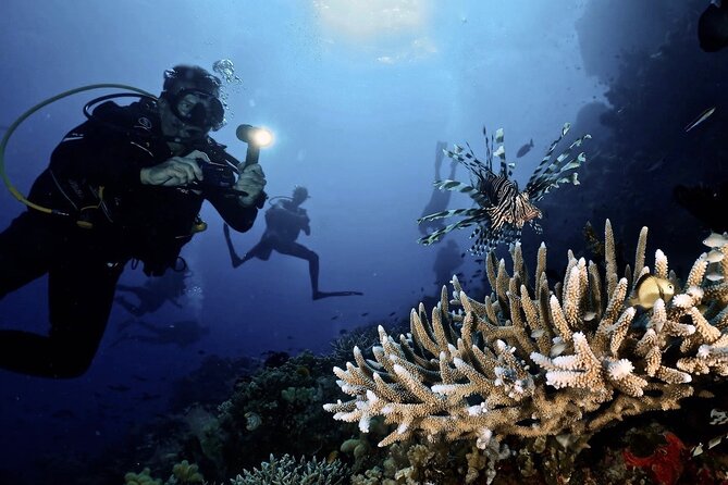 Blue Dive Private Guided Scuba Dive Cairns - What you may see below the surface