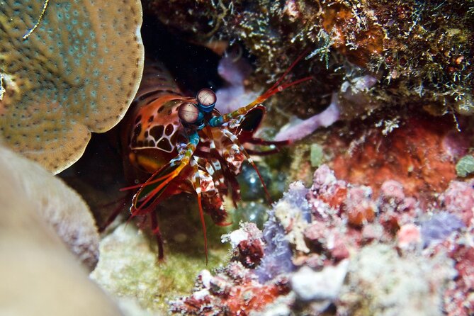 Blue Dive Private Guided Scuba Dive Cairns - Support for new, nervous, and rusty participants