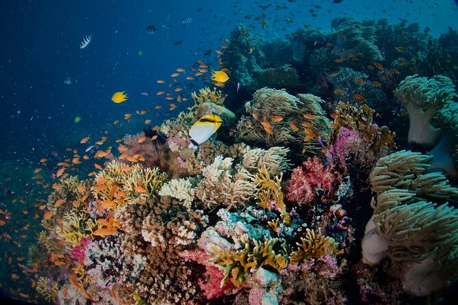 Blue Dive Private Guided Scuba Dive Cairns - About five hours around the reef