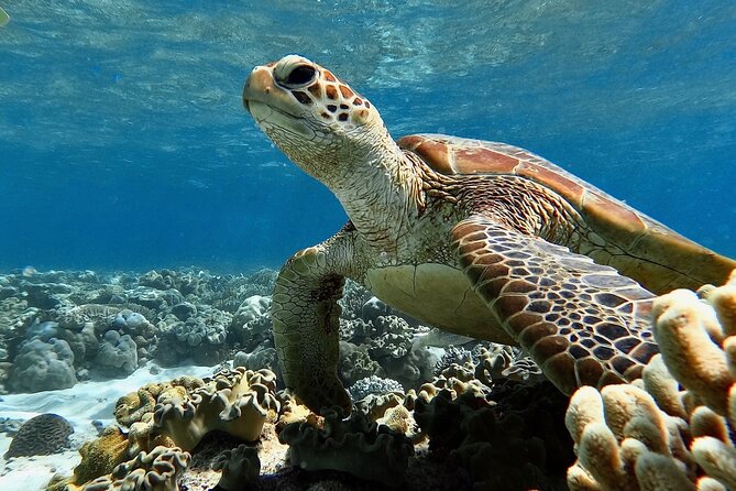 Blue Dive Private Guided Scuba Dive Cairns - Lunch, tea breaks, and the return trip