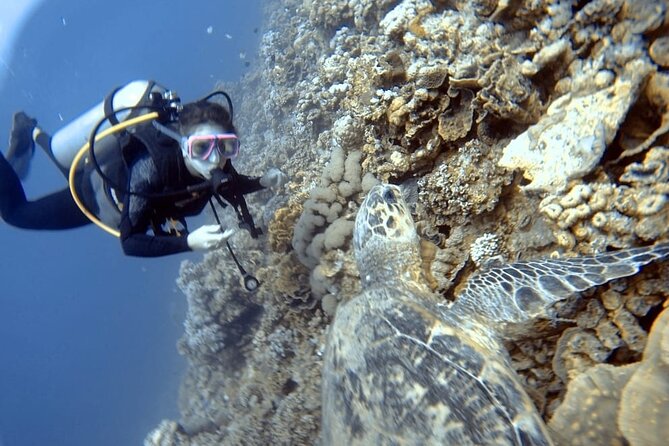 Boat Dive 2 Guided Dives with Lunch Included wreck dive&reef dive - Equipment and Instructor Support for First-Timers