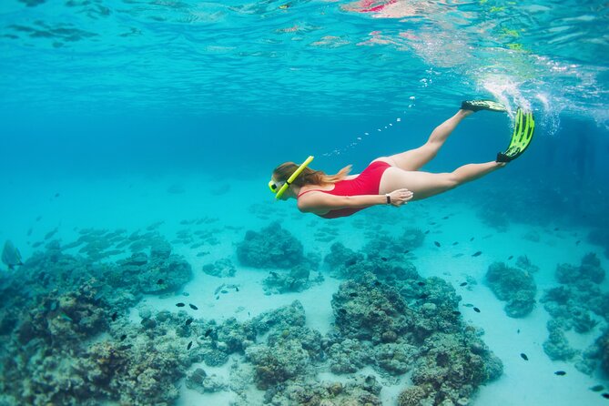 Boat Dive and Snorkeling Experience in Aqaba - Wrecks, coral, and marine life