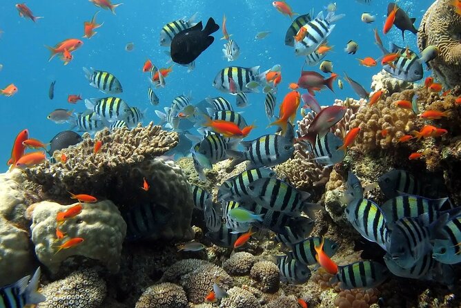 Boat Dive and Snorkeling Experience in Aqaba - Who should book this Aqaba outing?