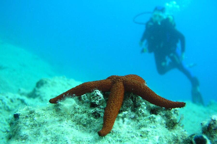 Bodrum: Full-Day Scuba Diving Tour - Key points to know before you book
