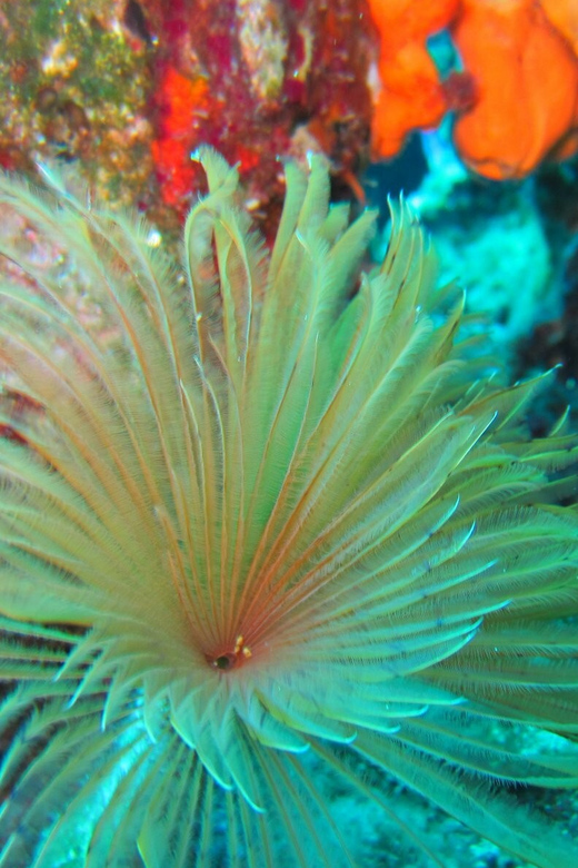 Bodrum: Scuba Diving Trip with Lunch - Is $81 a fair price?