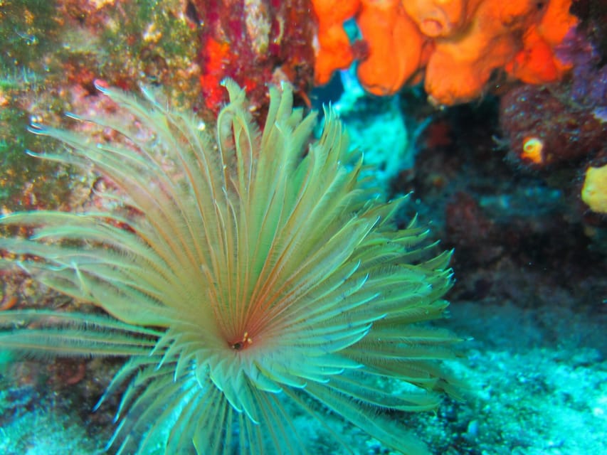 Bodrum: Scuba Diving Trip with Lunch - Practical tips for a smoother outing