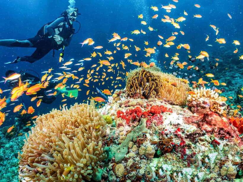 Bohol: Discover Scuba Diving - No Experience Needed - Shallow-water practice before the boat ride