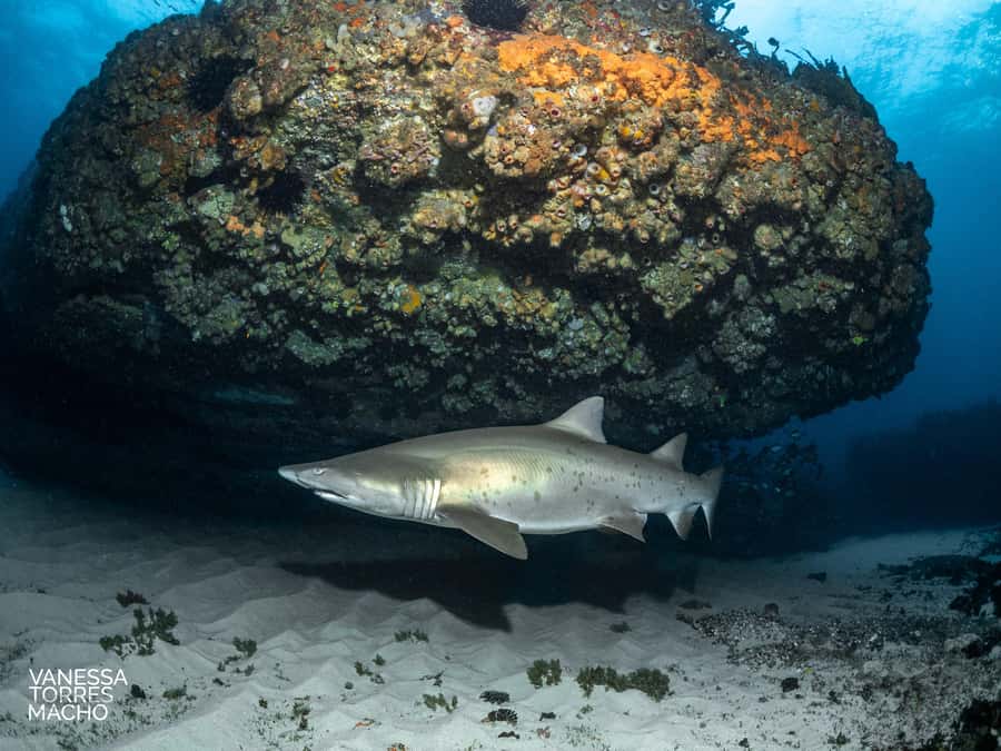 Bondi: Shark Dive at Bushrangers Bay for Certified Divers - Why Bushrangers Bay is worth the road trip