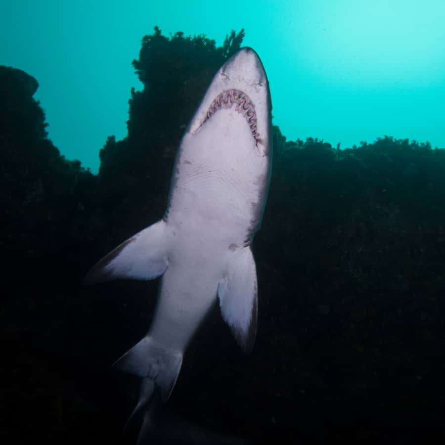Bondi: Shark Dive at Bushrangers Bay for Certified Divers - The second 1.5-hour session