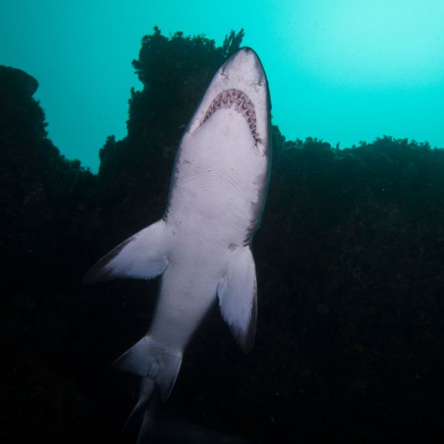 Bondi: Shark Dive at Bushrangers Bay for Certified Divers - Guides, safety, and the right level of experience