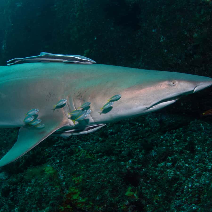 Bondi: Shark Dive at Bushrangers Bay for Certified Divers - The trip back to Bondi