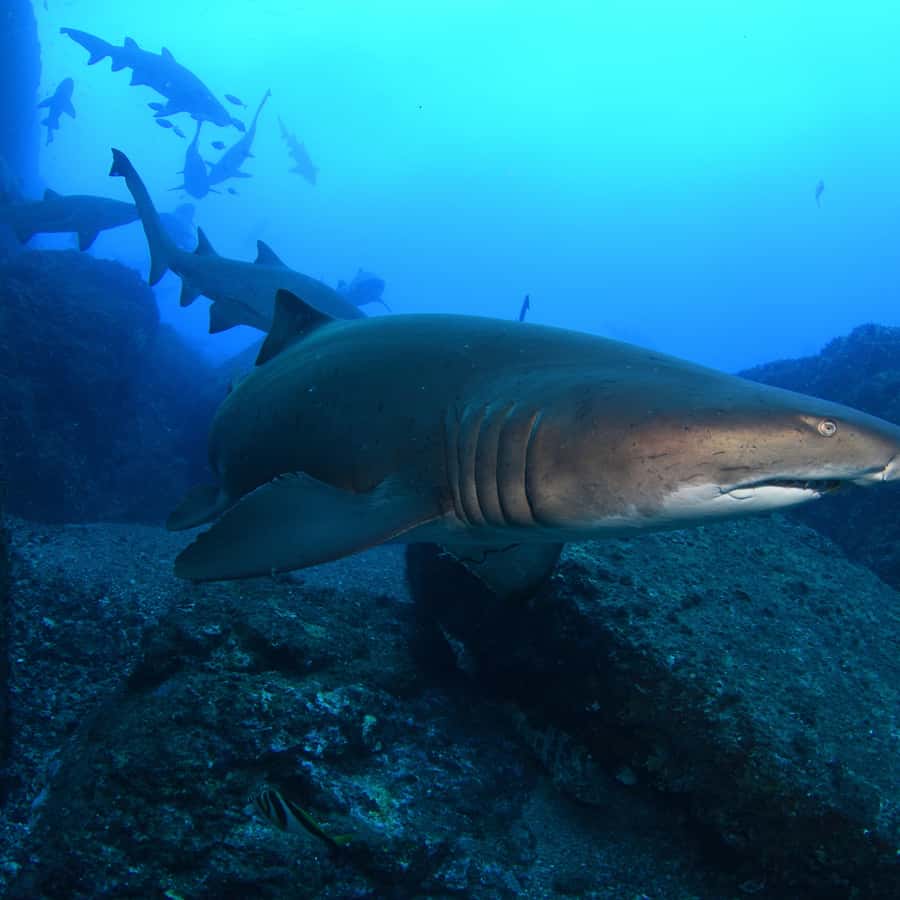 Bondi: Shark Dive at Bushrangers Bay for Certified Divers - Leaving Bondi for the South Coast