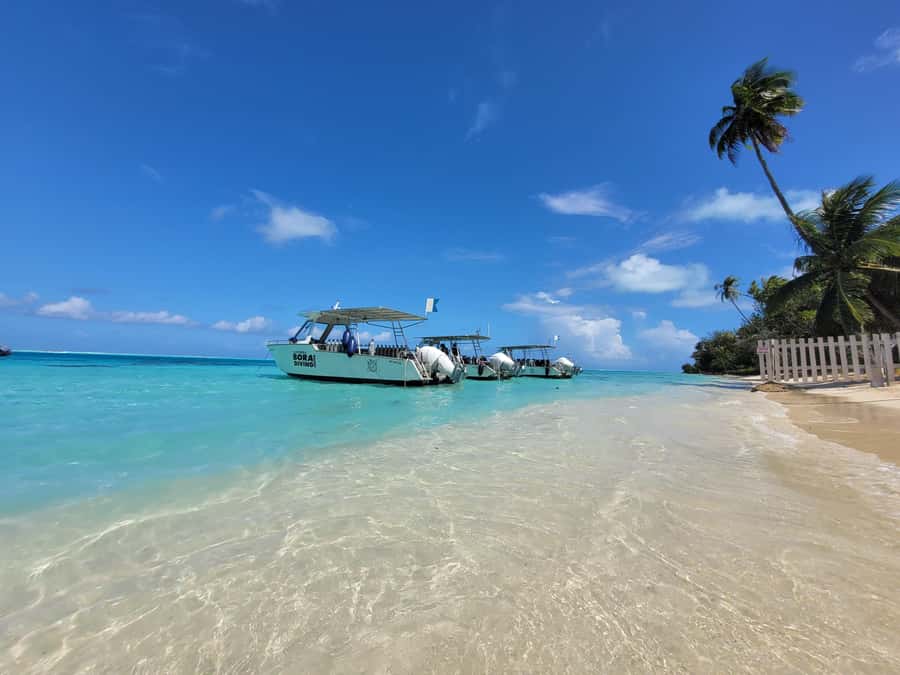 Bora Bora: 1 afternoon dive for certified divers - Key points at a glance