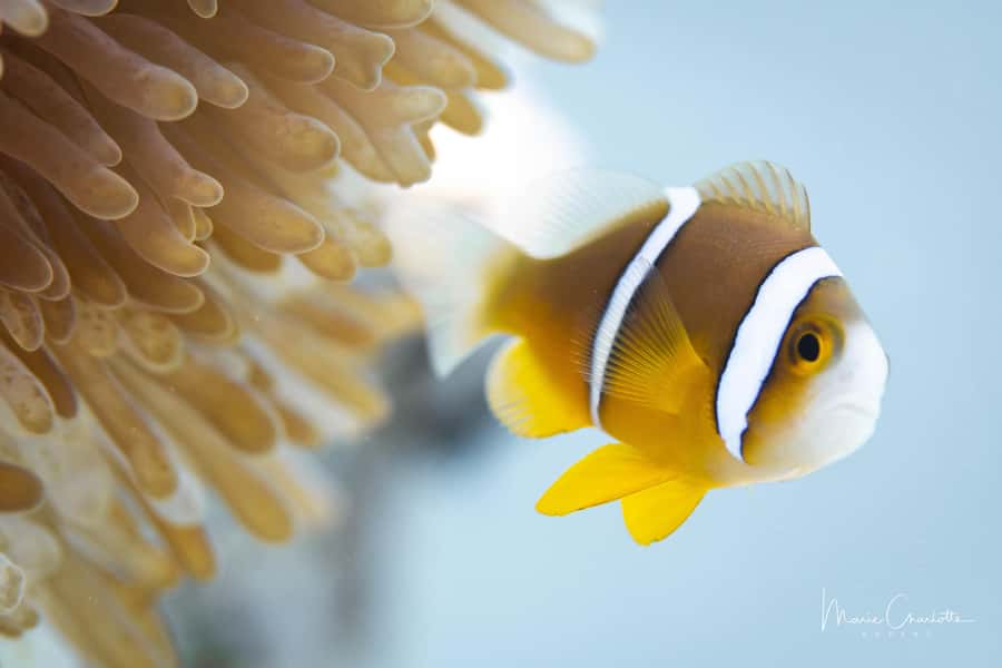 Bora Bora: 1 afternoon dive for certified divers - Why this Bora Bora outing is worth considering