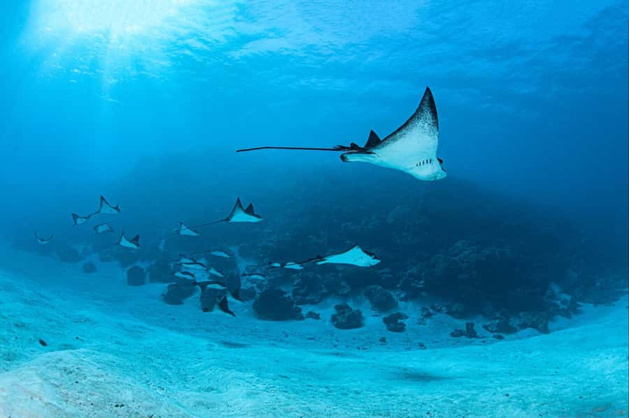Bora Bora: 1 afternoon dive for certified divers - The briefing sets the tone