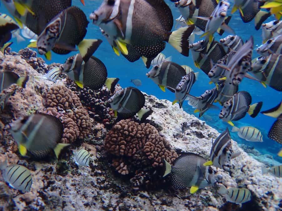 Bora Bora: Introductory Dive - Why this lagoon session works for beginners