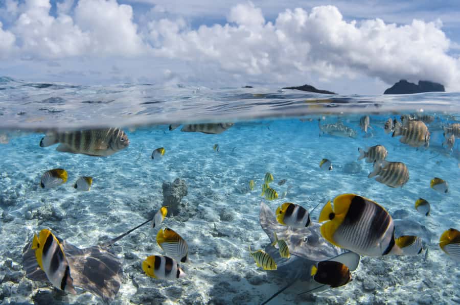 Bora Bora: Introductory Dive - Thirty minutes among coral and tropical fish