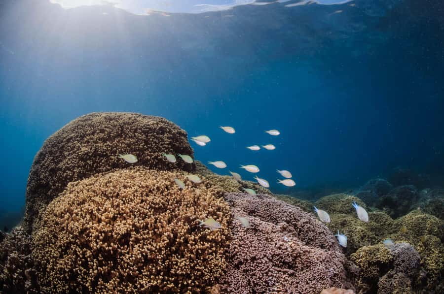 Bora Bora: Introductory Dive - The value of $147 per person