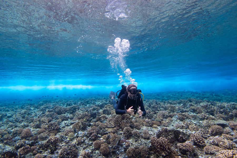 Bora Bora: Morning 2 tank dive for certified divers - Key points at a glance