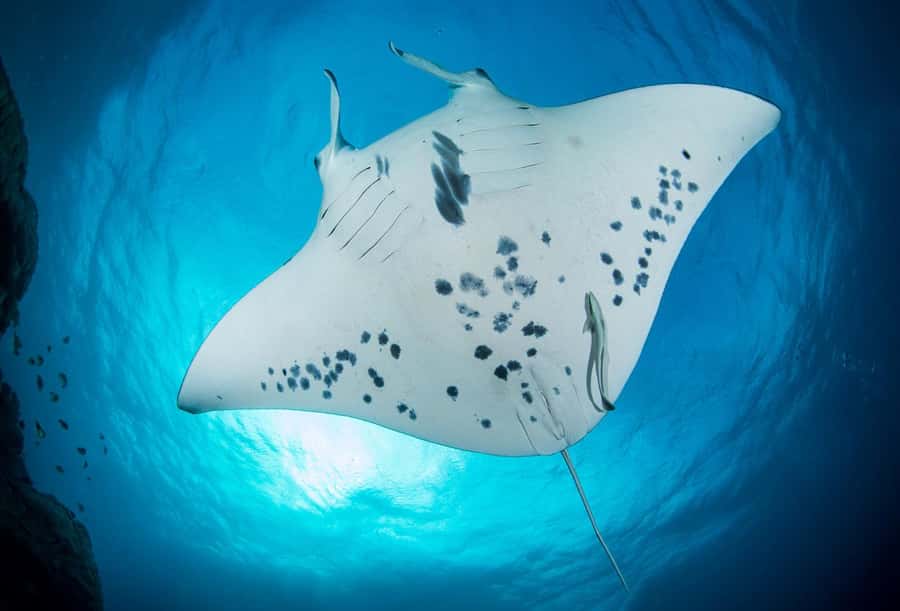 Bora Bora: Morning 2 tank dive for certified divers - The first session: Bora Bora’s lagoon life