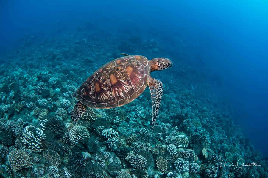 Bora Bora: Morning 2 tank dive for certified divers - Equipment, instruction, and group size